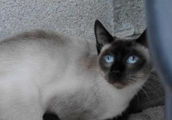 Pom Bild von Pom