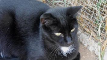 Sally Bild von Sally
