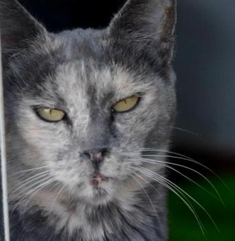 Grey Bild von Grey