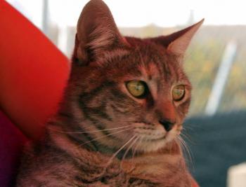 Rosita Bild von Rosita