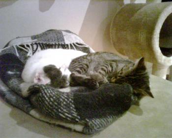 Comino Bild von Comino