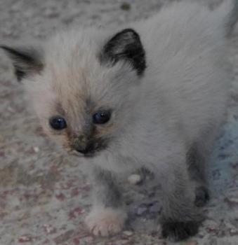 Shila Bild von Shila