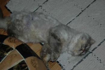 Paco Bild von Paco