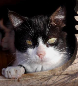 Pepa Bild von Pepa