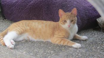 Brody Bild von Brody