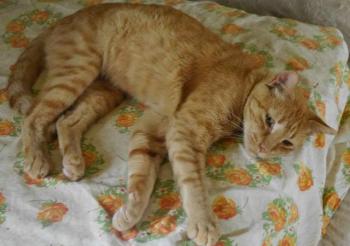 Orpheus Bild von Orpheus