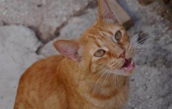 Orpheus Bild von Orpheus