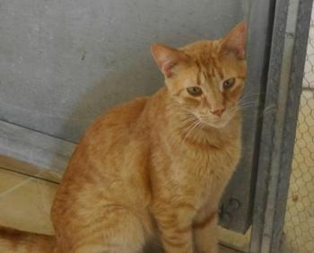 Orpheus Bild von Orpheus