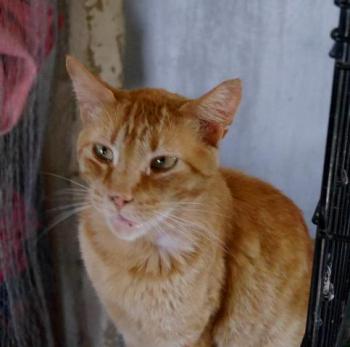 Orpheus Bild von Orpheus