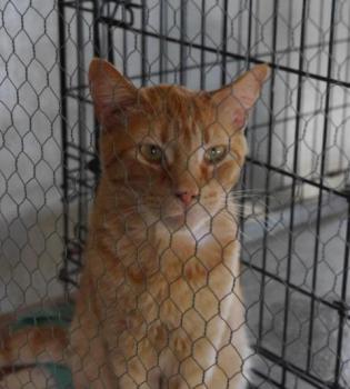 Orpheus Bild von Orpheus