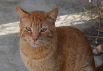 Orpheus Bild von Orpheus