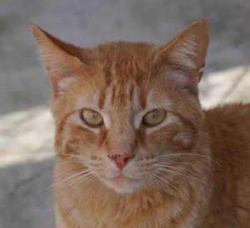 Orpheus Bild von Orpheus