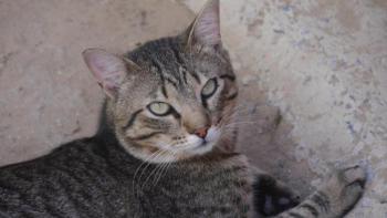 Tistou Bild von Tistou