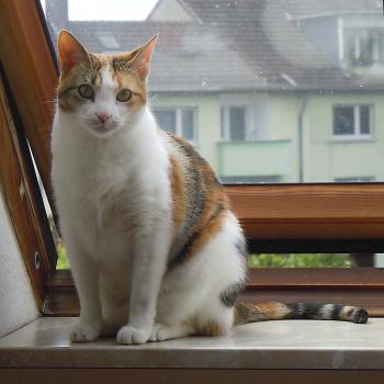 Perri Bild von Perri