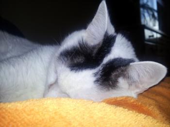 Bild von Rony