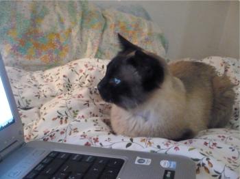 Bild von Señor Gatito