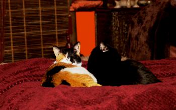 Vampi Bild von Vampi