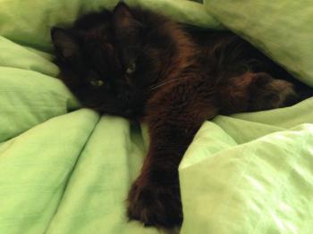 Bild von Diesel