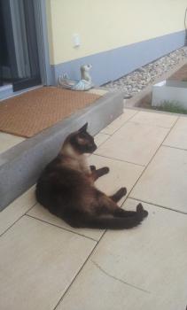 Amadeo Bild von Amadeo