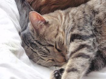Angus Bild von Angus