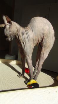 Ayasha Bild von Ayasha