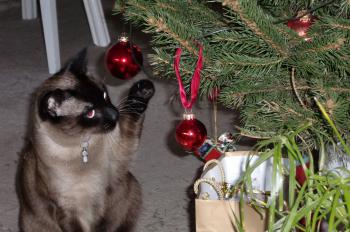 Bastet Bild von Bastet
