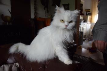 Blanca Bild von Blanca
