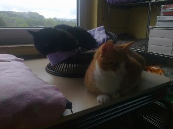 Brody Bild von Brody