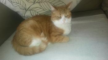 Canela Bild von Canela