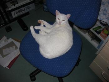 Bild von Schneeflöckchen