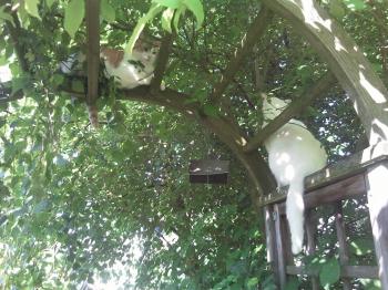 Bild von Schneeflöckchen