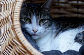 Irina Bild von Irina