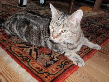 Angus Bild von Angus