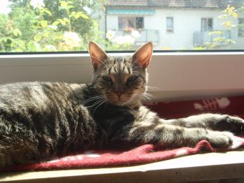 Angus Bild von Angus