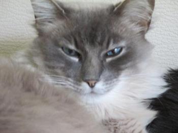 Bubu Bild von Bubu