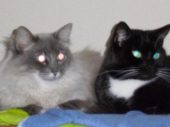 Bubu Bild von Bubu