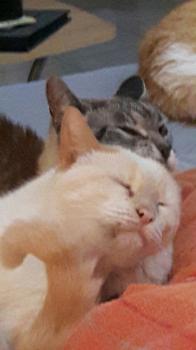 Cashew Bild von Cashew