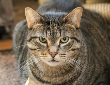 Chatri Bild von Chatri