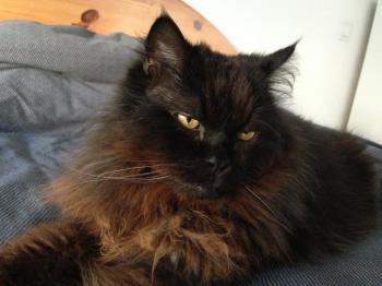 Bild von Diesel