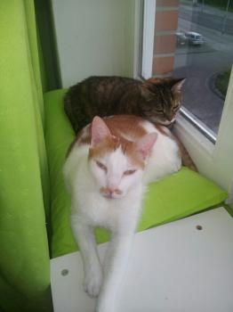 Bigotitos Bild von Bigotitos