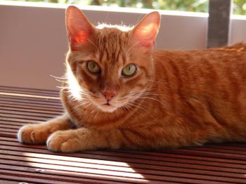 Pedro Bild von Pedro