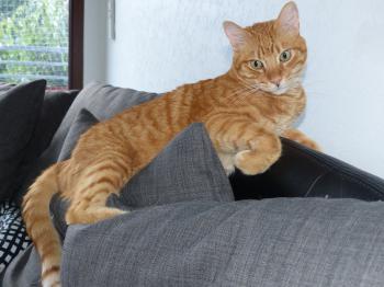 Pedro Bild von Pedro