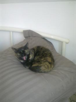Mali Bild von Mali