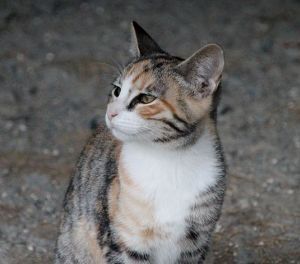 Amaral Bild von Amaral