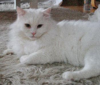 Bild von Toni