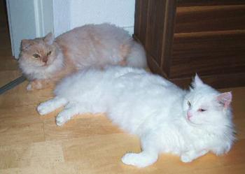 Safsaf und Toni Bild von Safsaf