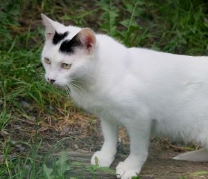 Atreyu Bild von Atreyu