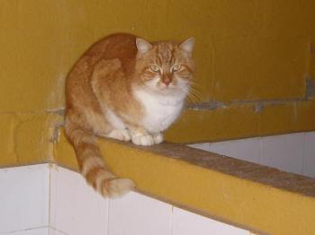 Samantha Bild von Tino