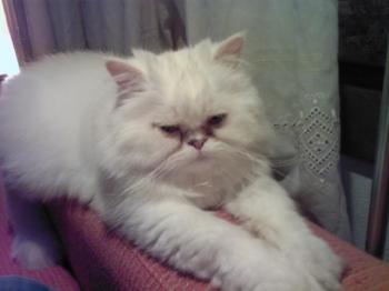 Rocky Bild von Rocky