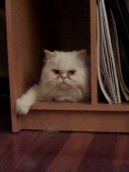 Rocky Bild von Rocky